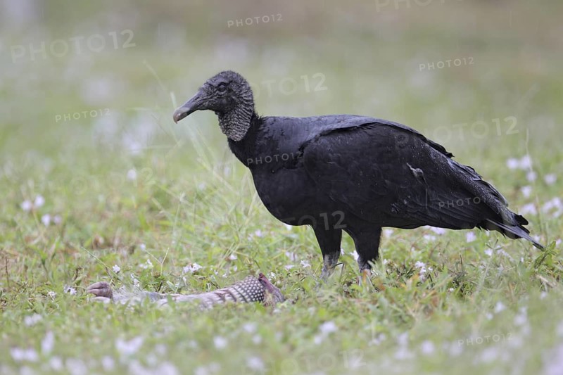 Black Vulture (Coragyps atratus), Florida, USA