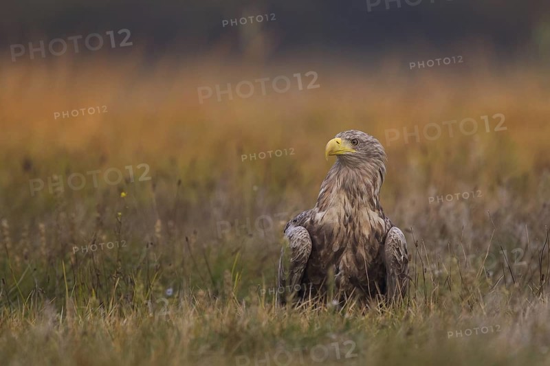 White-tailed Eagle (Haliaeetus albicilla), Poland