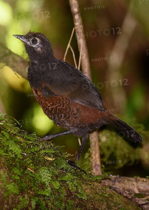 Black-throated Huet-huet (Pteroptochos tarnii), Chile