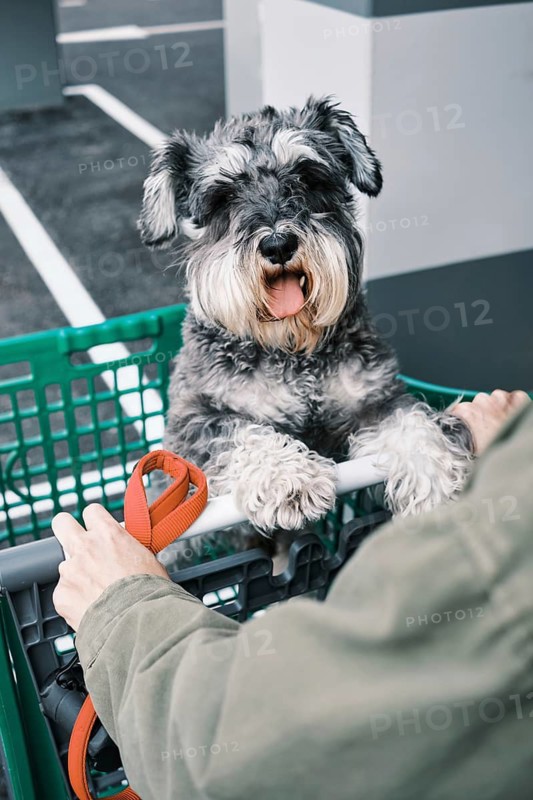 A cute Schnauzer dog is sitting happily in a green shopping cart, being pushed by a person wearing a green jacket. The dog is enjoying an outdoor adventure