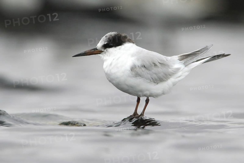 Little Tern (Sternula albifrons), Victoria, Australia
