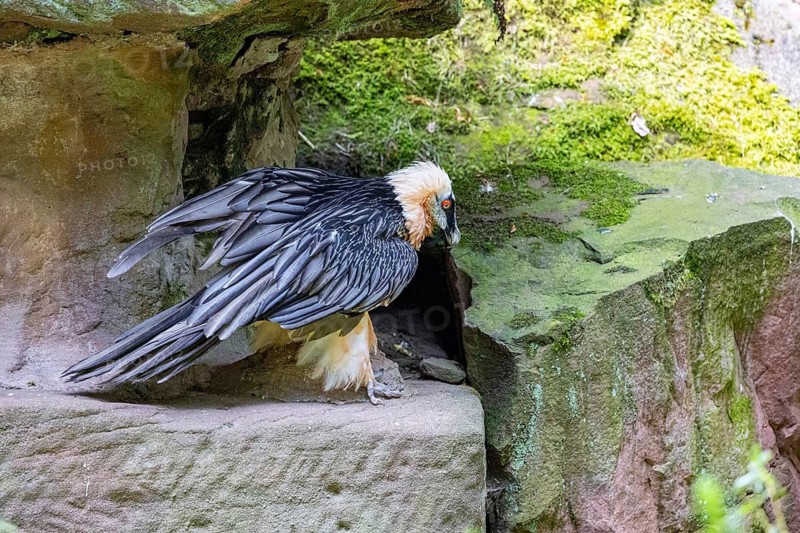 Bearded vulture (Gypaetus barbatus) captive Germany