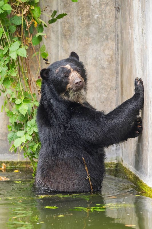 American black bear (Ursus americanus), in the water beside a wall, captive, Bavaria, Germany