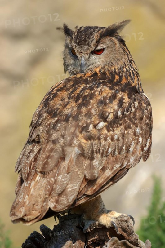Eurasian eagle-owl (Bubo bubo), France