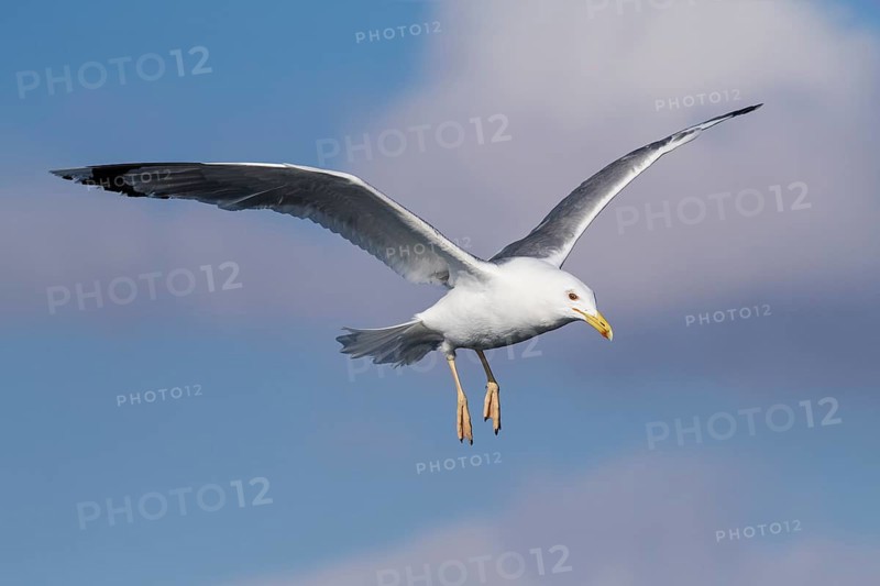 Caspian Gull (Larus cachinnans) flying, Eilat, Israel