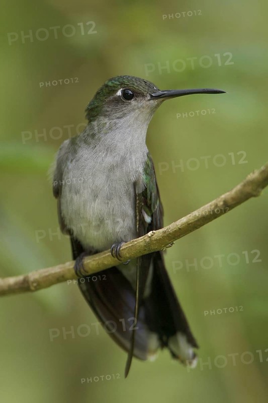 Grey-breasted Sabrewing (Campylopterus largipennis), Manu National Park, Peru