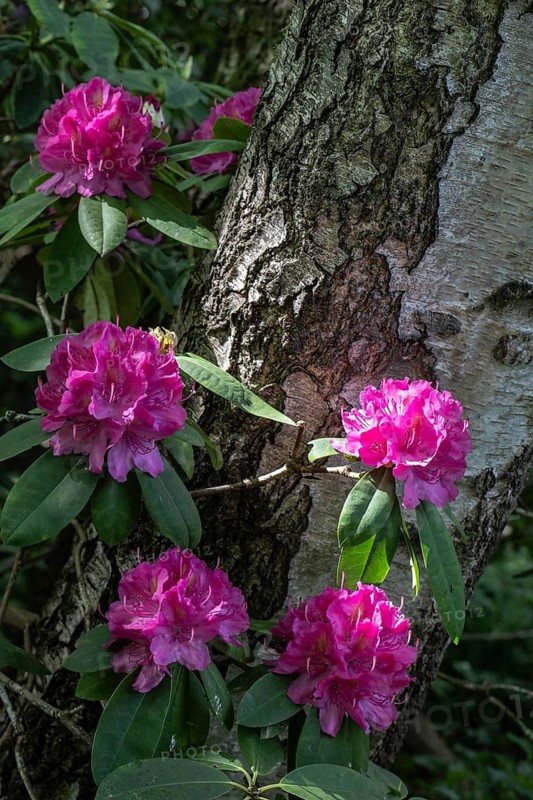 Rhododendron blossom (Rhododendron Catharine van Tol), Emsland, Lower Saxony, Germany