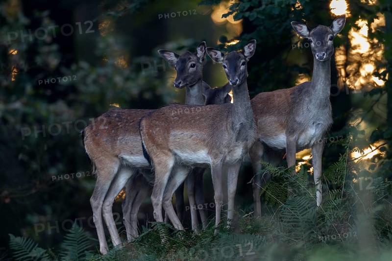 Finally the new hide shows its potential and every day I have good opportunities to photograph fallow deer (Dama dama), here a small group of fallow deer appears at the edge of the clearing, autumn, rut, fallow deer rut, October, Germany