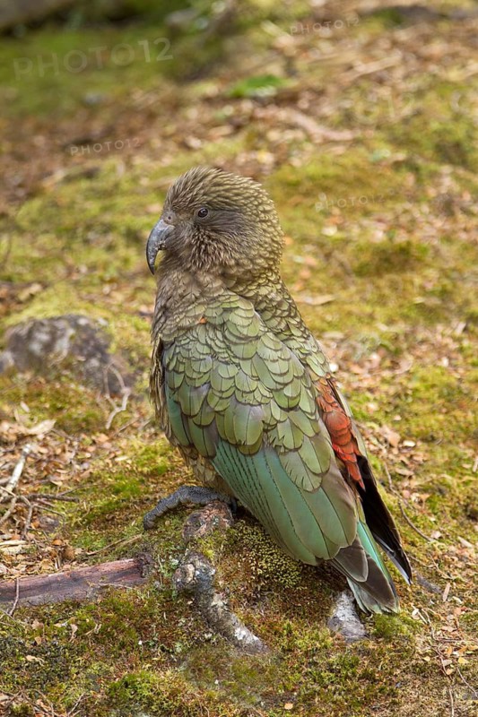 Kea (Nestor notabilis), Fiordland National Park, South Island, New Zealand