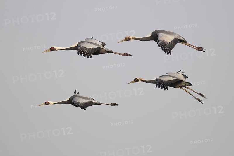 White-naped Crane (Antigone vipio) flying, Arasaki, Japan