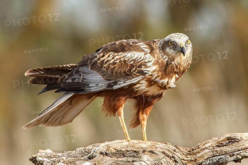 Western marsh harrier (Circus aeruginosus), male perched on a trunk, Castile-La Mancha, Spain