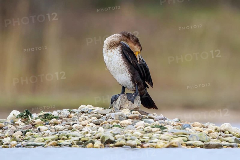 Great Cormorant (Phalacrocorax carbo) preening, North Rhine-Westphalia, Germany