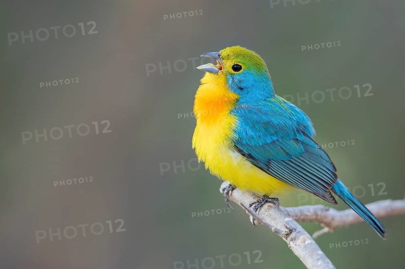 Orange-breasted Bunting (Passerina leclancherii) perched on a branch in Oaxaca, Mexico