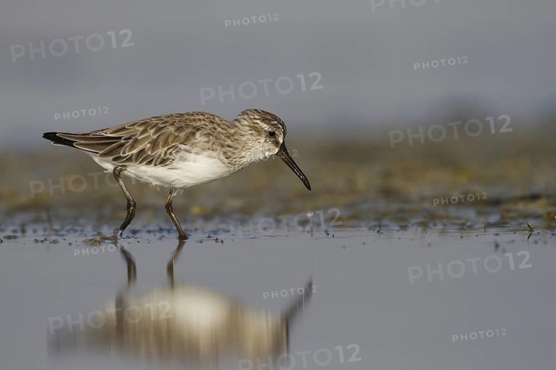 Broad-billed Sandpiper (Calidris falcinellus), Oman