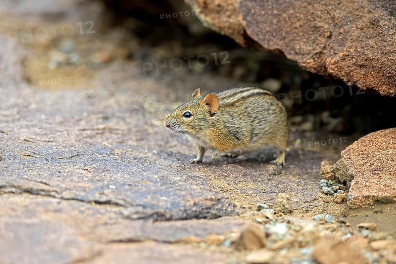 Typical striped grass mouse (Lemniscomys striatus), adult, alert, foraging, Mountain Zebra NP, Eastern Cape, South Africa