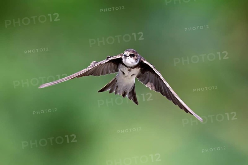 Sand martin (Riparia riparia), in flight, Reussegg nature reserve, Canton Aargau, Switzerland
