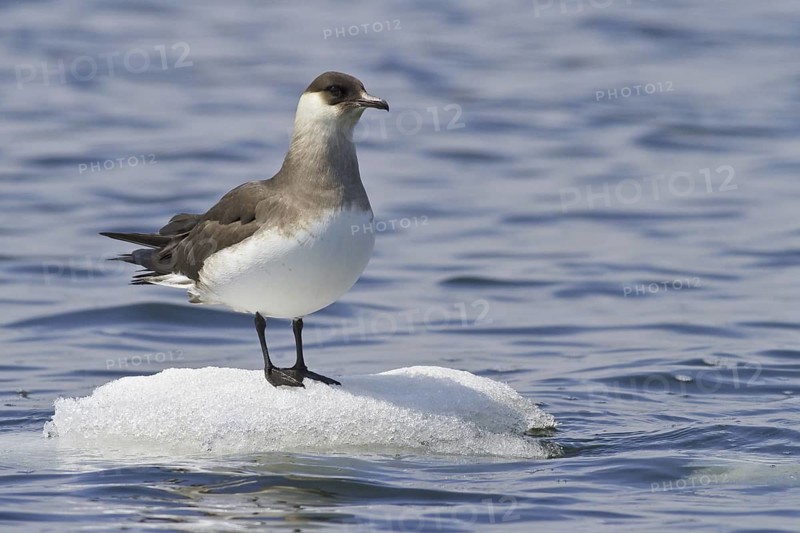 Parasitic Jaeger (Stercorarius parasiticus), Manitoba, Canada