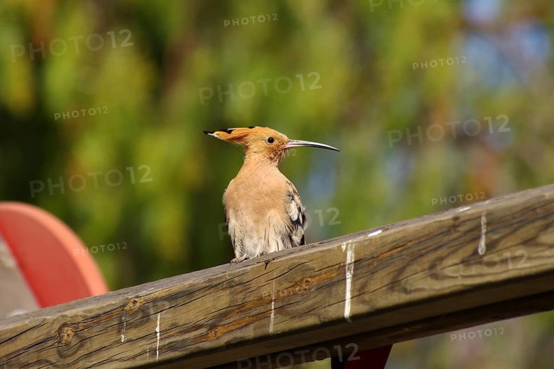 Hoopoe (Upupa epops), beak, feather cap, Gran Canaria, Spain, The bird is sitting on a wooden beam
