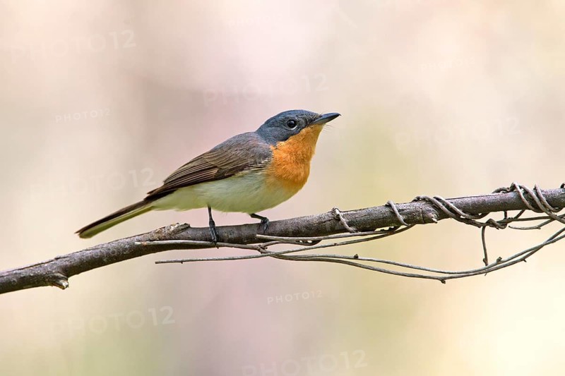 Satin Flycatcher (Myiagra cyanoleuca) female perched on a branch, Victoria, Australia