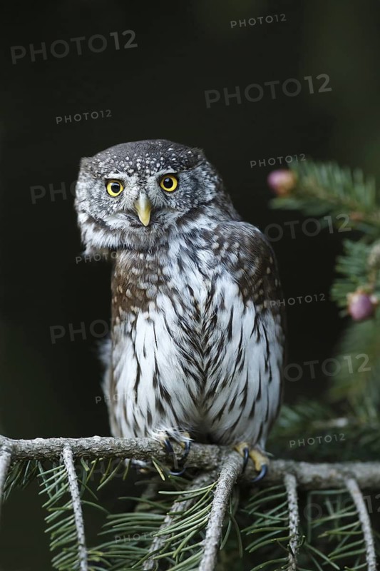 Eurasian Pygmy Owl (Glaucidium passerinum), Austria