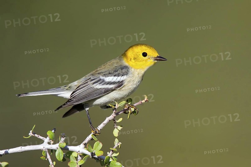 Hermit Warbler Dendroica occidentalis Oracle, Santa Catalina Mountains, Arizona, United States 10 September First fall Male Parulidae