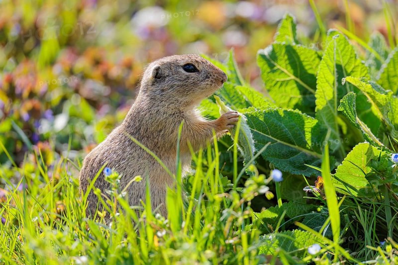 An adult ground squirrel (Spermophilus citellus) eats leaves and flowers on a sunny day in a green meadow with tall vegetation. Austria