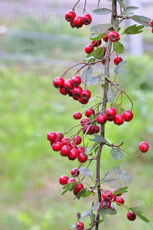 Hawthorn (Crataegus monogyna) in a hedge with red berries in autumn, Wilnsdorf, North Rhine-Westphalia, Germany