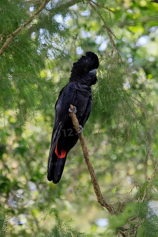 Red-tailed Cockatoo (Calyptorhynchus banksii), Banks' Cockatoo, adult, male, perch, alert, Australia