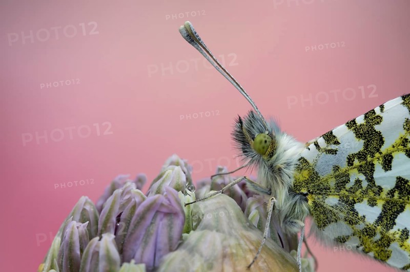 Orange tip butterfly (Anthocharis cardamines) adult male insect resting on a garden Allium flower bud in spring, Suffolk, England, United Kingdom