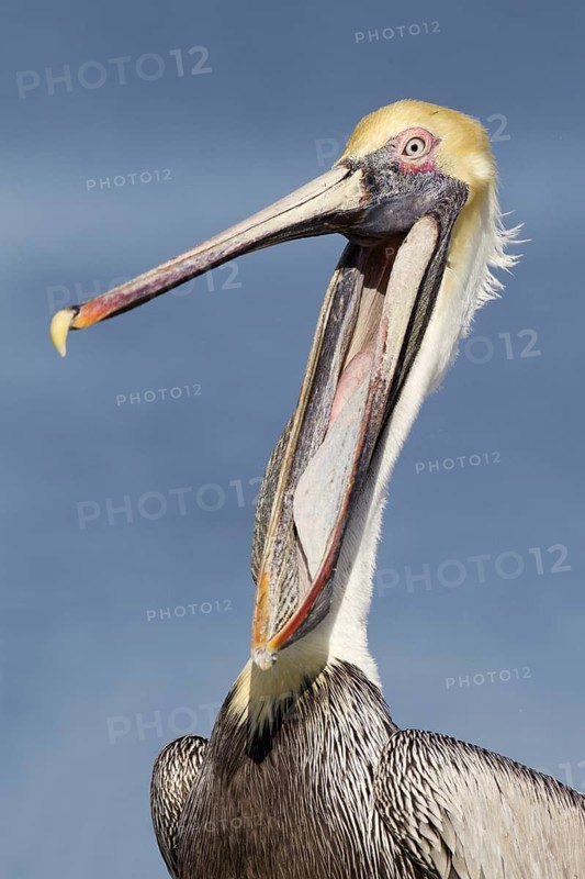 Brown Pelican (Pelecanus occidentalis), Florida, USA