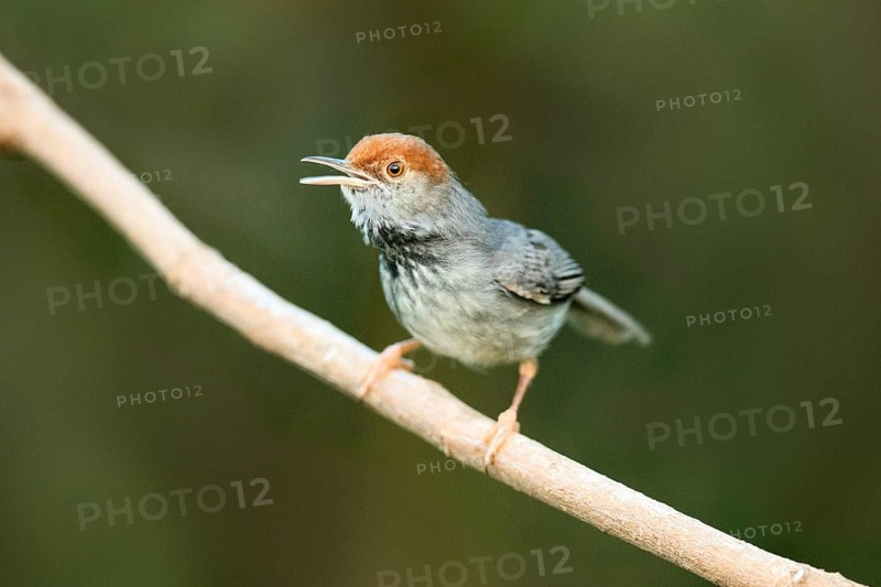 Cambodian Tailorbird (Orthotomus chaktomuk) male singing, perched on a branch, Phnom Penh, Cambodia
