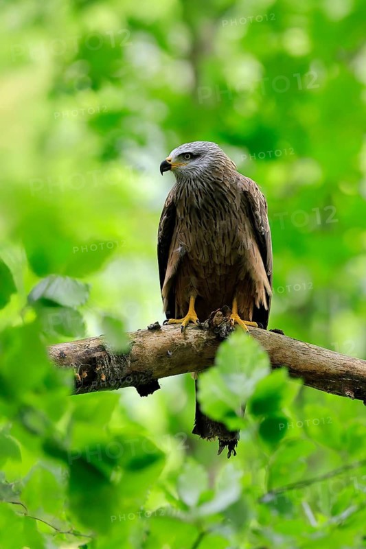 Black Kite (Milvus migrans), adult, alert, perch, Šumava, Czech Republic