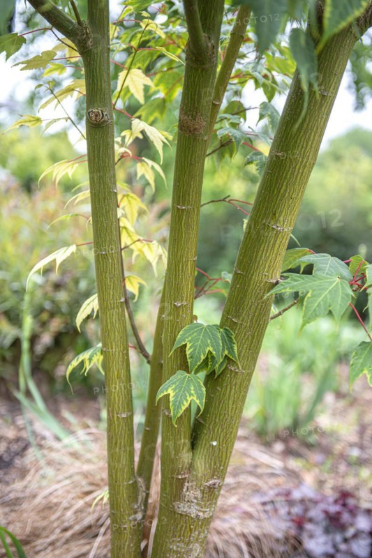 Maple (Acer pectinatum 'Sparkling'), Anchers Havecenter, Romsey, England, Great Britain