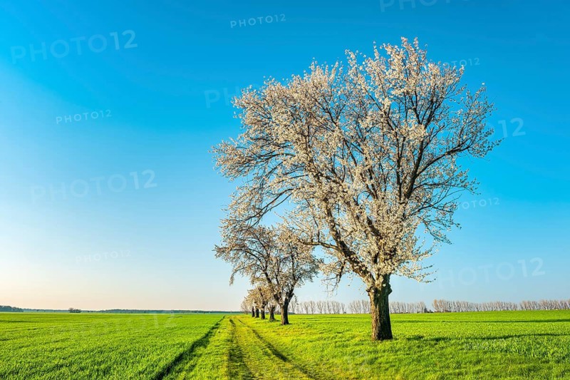A dirt road leads through a field landscape with green fields in spring, blooming cherry trees along the way, Burgenlandkreis, Saxony-Anhalt, Germany