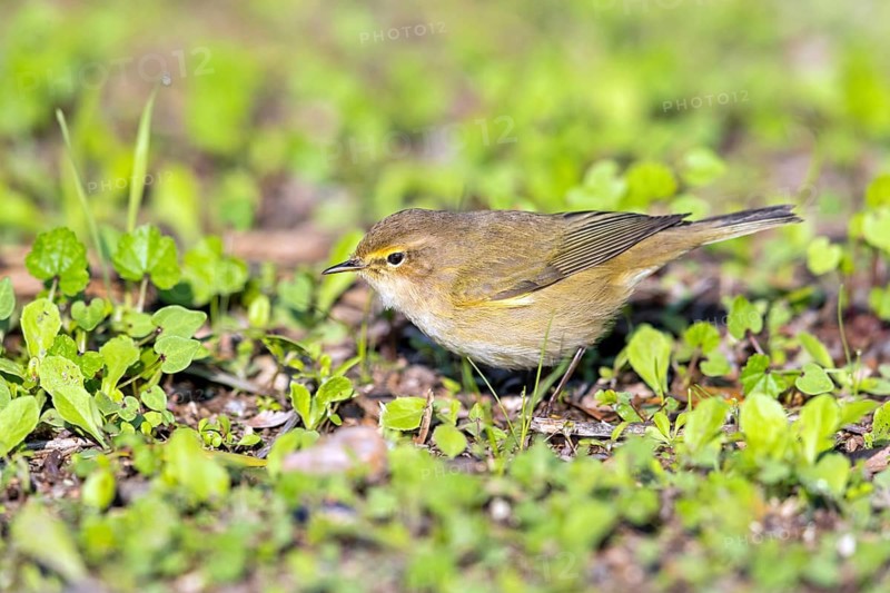 Desert Prinia, (Scotocerca inquieta), animals, birds, foraging, Israel