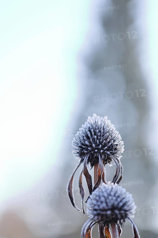 Seed head of purple coneflower (Echinacea purpurea), covered with hoar frost in winter, with space for text, Wilnsdorf, North Rhine-Westphalia, Germany