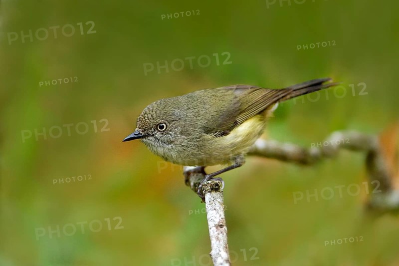 Mountain Thornbill (Acanthiza katherina), Queensland, Australia