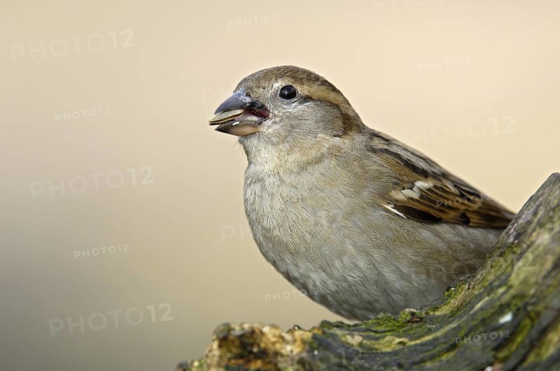 Haussperling (Passer domesticus), Weibchen, Winterfütterung, April, Oberhausen (D)