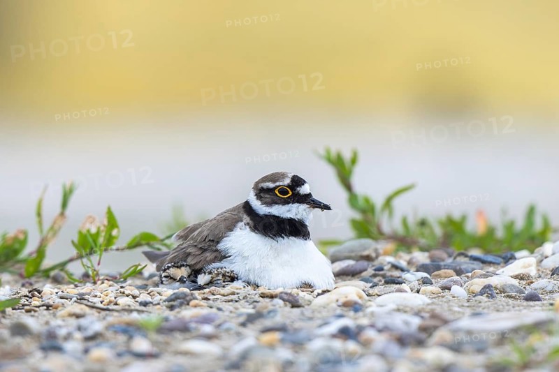 Little Ringed Plover (Charadrius dubius) hatching, North Rhine-Westphalia, Germany