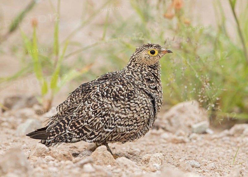 Double-banded Sandgrouse (Pterocles bicinctus) female perched on the ground, Namibia