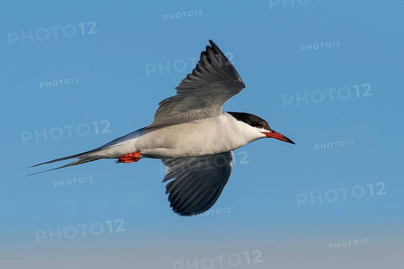 Common Tern (Sterna hirundo) flying, Eilat, Israel