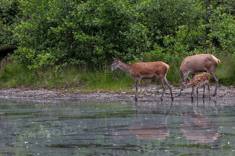 Red deer (Cervus elaphus), small animal and this year's calf at a pond in the forest, family, baby animal, June, Germany