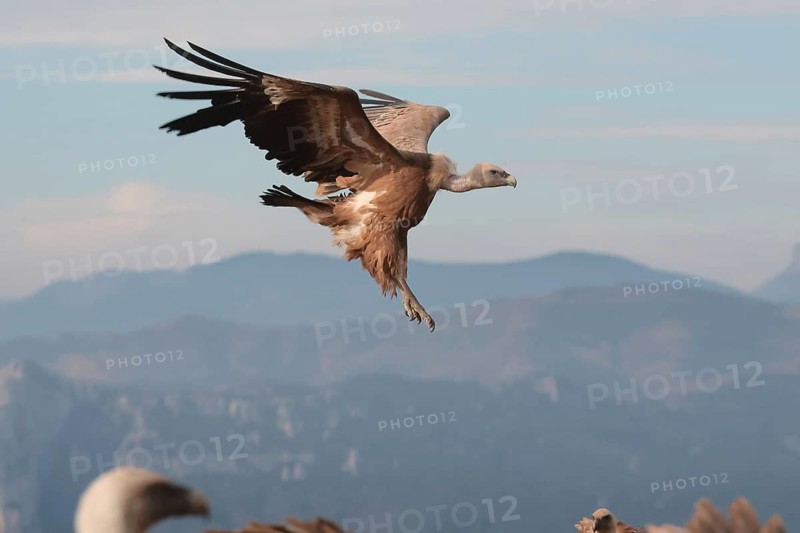 Majestic Griffon Vulture captured in mid-flight with a scenic mountain range in the background, showcasing its expansive wingspan near a flock of Vultures