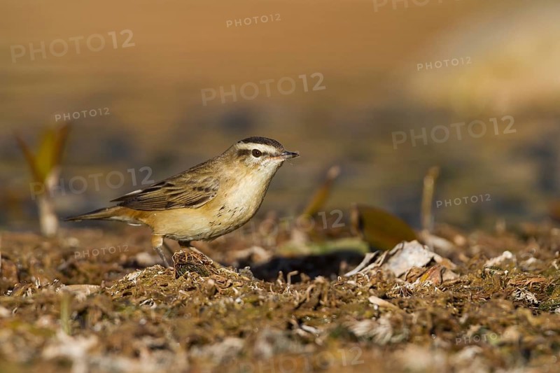 Sedge Warbler - Schilfrohrsänger - Acrocephalus schoenobaenus, Morocco