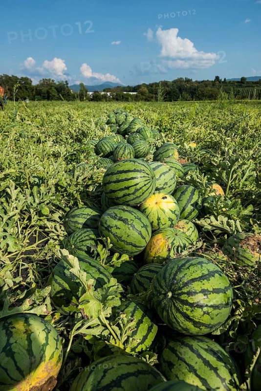 Melons, harvest, watermelon, near Bad Krozingen, Markgräflerland, Breisgau, Black Forest, Germany
