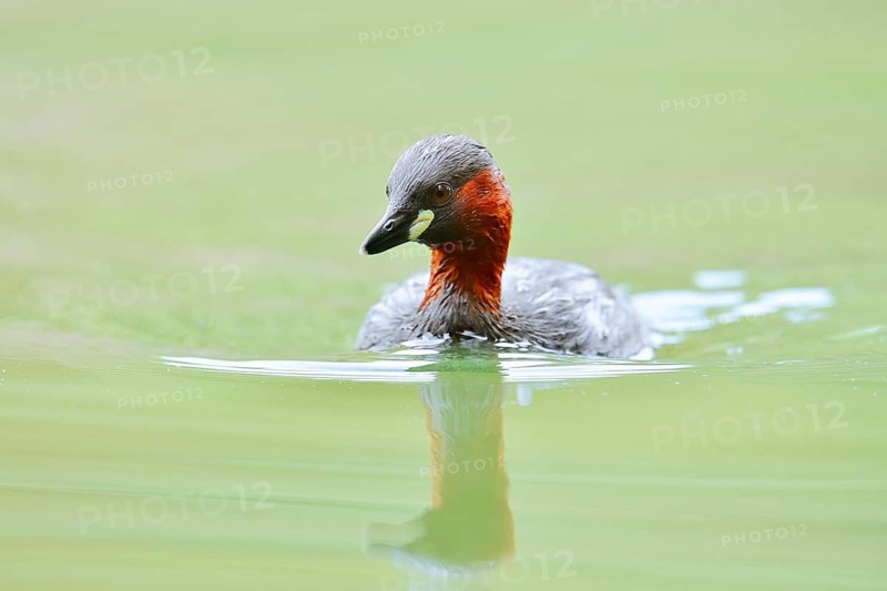 Little grebe (Tachybaptus ruficollis), North Rhine-Westphalia, Germany