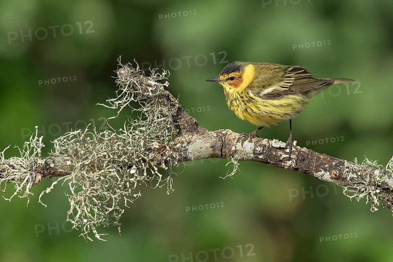 Cape May Warbler (Setophaga tigrina) male perched on lichen branch, Texas, USA