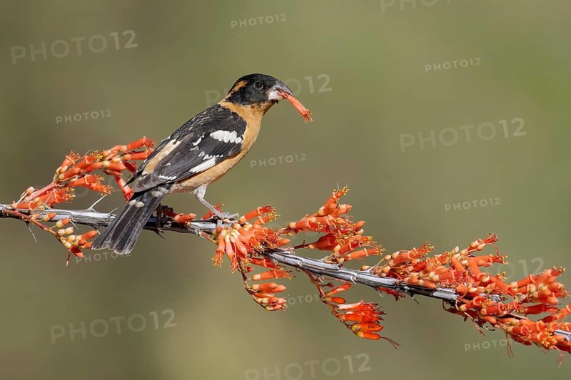 Black-headed Grosbeak (Pheucticus melanocephalus) male perched on a branch with a flower in its beak, Arizona, USA