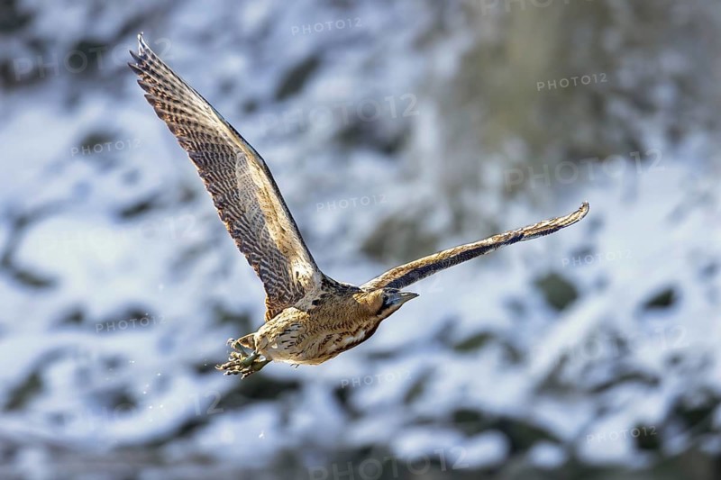 Eurasian bittern, great bittern (Botaurus stellaris) flying over snow covered reed bed, reedbed along lake shore in winter
