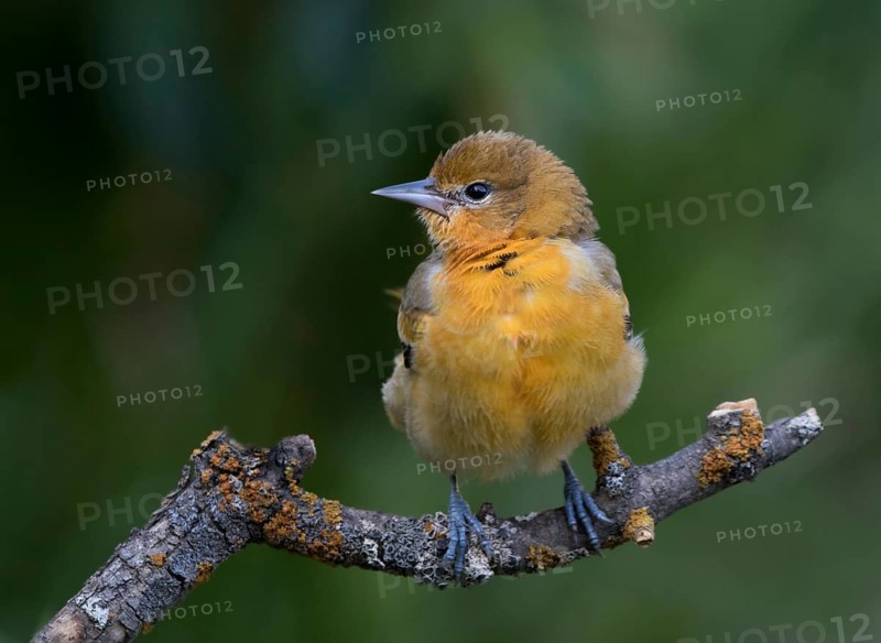 Baltimore Oriole, Icterus galbula, perched in Saskatoon, Saskatchewan